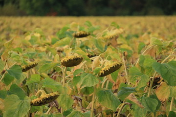 Sonnenblumen im Herbst