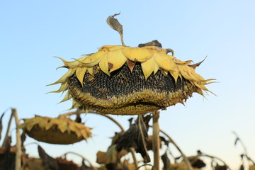 Sonnenblumen im Herbst