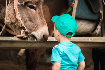 the baby feeds the donkey