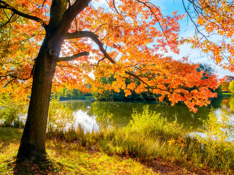 Baum mit roten Blättern an einem See im Herbst