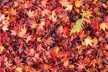 colorful backround image of fallen autumn leaves perfect for seasonal use