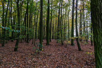 Las w jesienny dzień