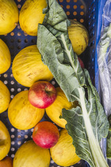 feira de produtors orgânicos