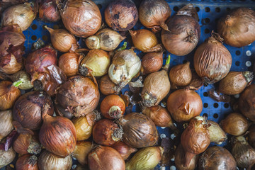 feira de produtors orgânicos