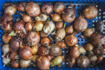 feira de produtors orgânicos