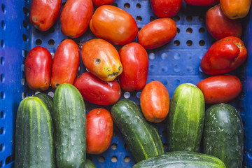 feira de produtors orgânicos