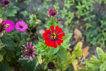 flowers in the ground red and pink approximate along the road in summer