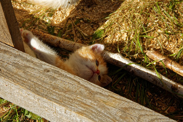 the little orange kitten about a rural house
