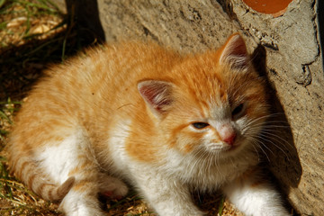 Naklejka na ściany i meble the little orange kitten about a rural house