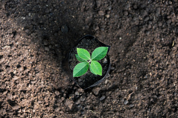 young sprout of green plant in soil