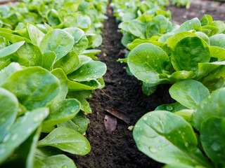 Feldsalat - frisch vom Feld - Bio