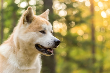 Portrait of pedigree Akita-inu japanese dog