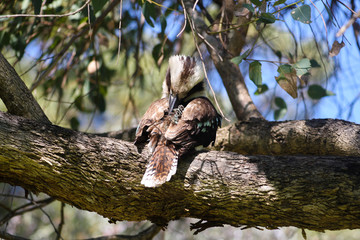 Kookaburra clean 