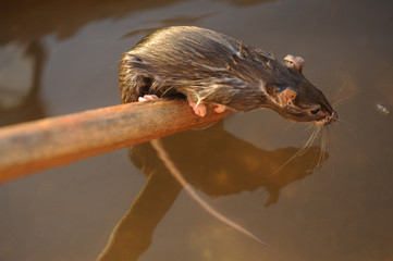 The rat got into a container with water for irrigation and tries to escape.