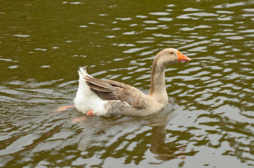 Obraz premium Goose swimming in the lake.