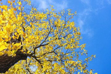 Yellow autumn leaves on the background of the blue sky