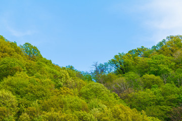 Blue cloudy sky over the mountainsides with thicket of trees in sunny summer day