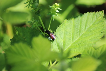 Käfer
