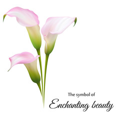 Realistic pink calla lily. The symbol of Enchanting beauty.