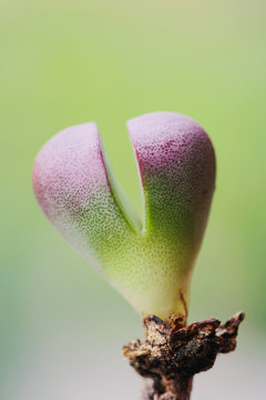 Love Comes Naturally III