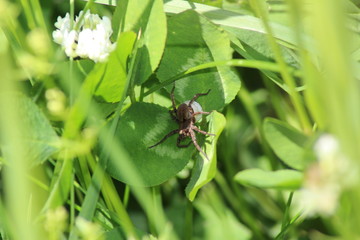 Spinne