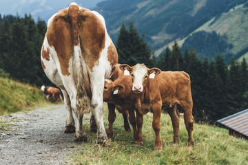Drinking and starring calves in alpine pasture