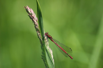 Libelle rot