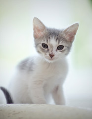 Naklejka na ściany i meble Kitten of a color, white with spots