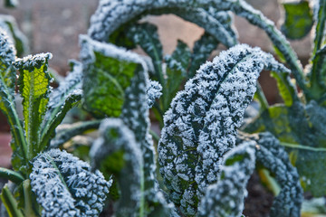 Kale leaf covered in frost. Kale Nero di Toscana