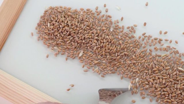 Lab assistant in the laboratory of of food culture assay to test genetically modified seed. Slow motion