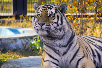 amur tiger at the zoo