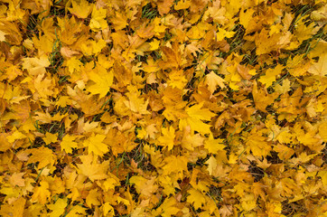 Maple leaves in autumn colors