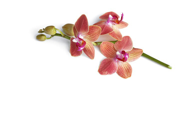 Orchideen