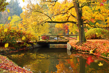 Autumn forest. Beautiful rural scenery.