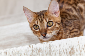 Bengali kitten, Bengali kitten with a funny face, a kitten looks after a toy