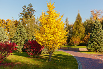 beautiful autumn park at sunny weather. a footpath in an autumn park