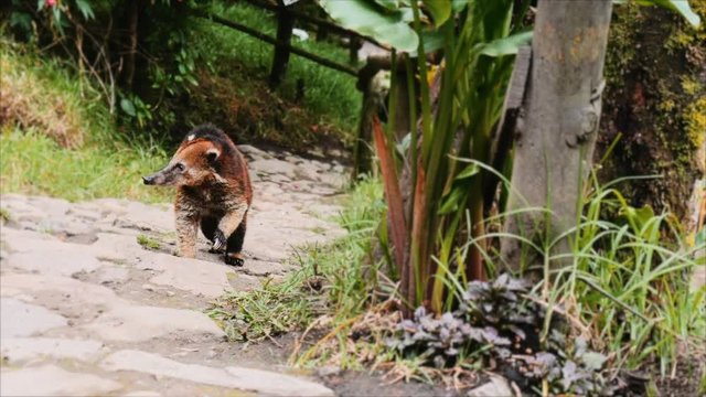 Ring-tailed Coati searching food in nature. 4k
