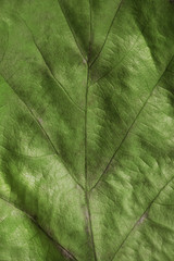 Fototapeta na wymiar Close up of a green leaf texture