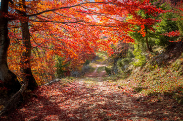 Autumn landscape. Colorful fall scene in a mountain village.