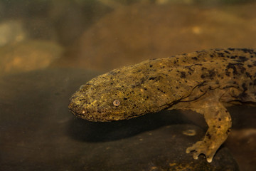 Eastern Hellbender