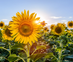 Obraz premium Beautiful sunflowers in the field natural background, Sunflower blooming