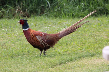 Birdie on the green