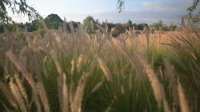 Dry fluffy grass moving on a wind at sunrise in park