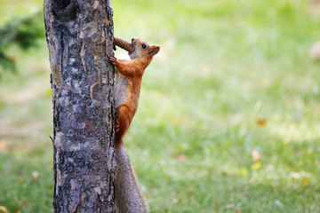 young red squirrel eating and holding a pine cone