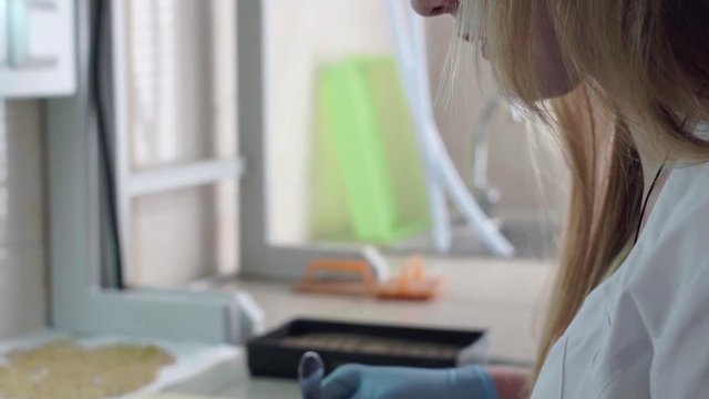 Lab assistant in the laboratory of of food culture assay to test genetically modified peas seed. Slow motion