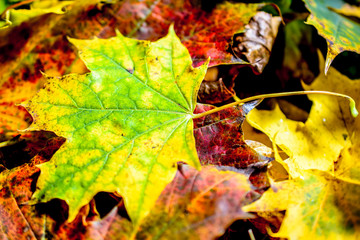 Autumn background. yellow and red maple foliage on autumnal Park. Autumn trees and leaves.