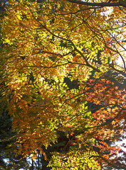 Herbstgarten