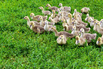 young goose at age of 1 month walking on grass