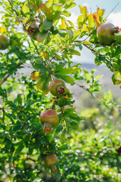 Pomegranates