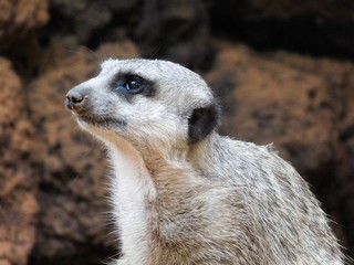 Erdmännchen -  Suricata